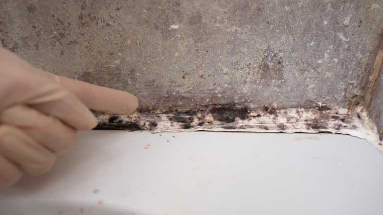 Best Comprehensive Air Testing for Mold Contaminants  in Plum Grove, TX