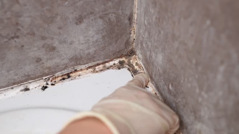 Best Air Quality Testing for Mold Spores  in Plum Grove, TX